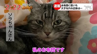 猫ニュース Youtube 猫ニュース Youtube