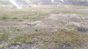 LẮP ĐẶT HỆ THỐNG TƯỚI THÔNG MINH 2 TRONG 1 (NƯỚC+PHÂN) CHO VƯỜN TRÁI CÂY 1.5 HÉC TA TẠI CỦ CHI