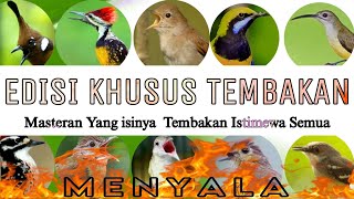 MASTERAN KOMPLIT UNTUK MURAI TROTOL FULL TEMBAKAN SPEED RAPAT SUARA JERNIH - BURUNG AUTO JUARA