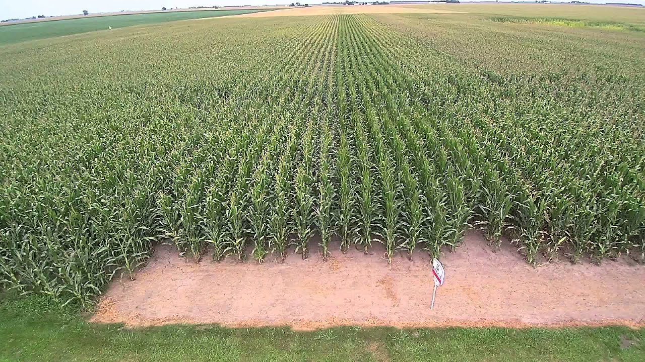 Foran 2015 Non GMO Corn Plot 1 YouTube