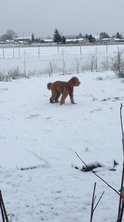coopers-first-snow-youtube