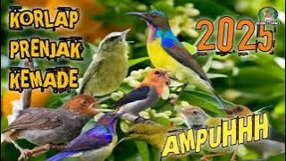 Suara pikat burung kecil korlap,prenjak,kemade ribut ampuh 💯