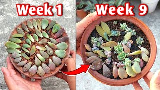 Grow Succulent From Leaves Like PRO! - Propagate Succulent Plants