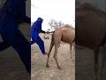 فتاة شقية تتسلق جمل ا من ذيله في صحراء شي قة 