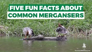 Celebrity Five Fun Facts About Common Mergansers Profile