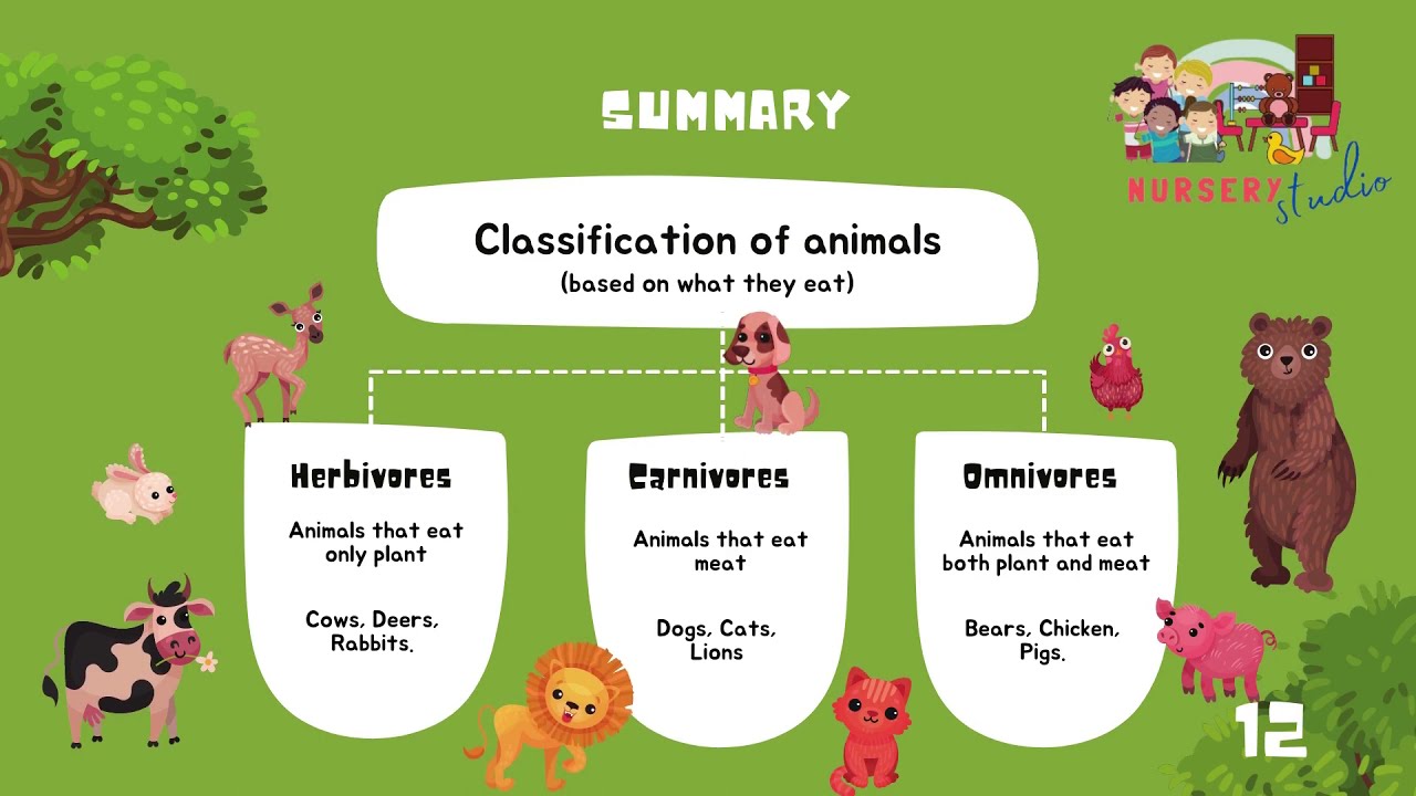 Animal Classification-based on eating habits - Nursery Studio - Kids Educational Videos