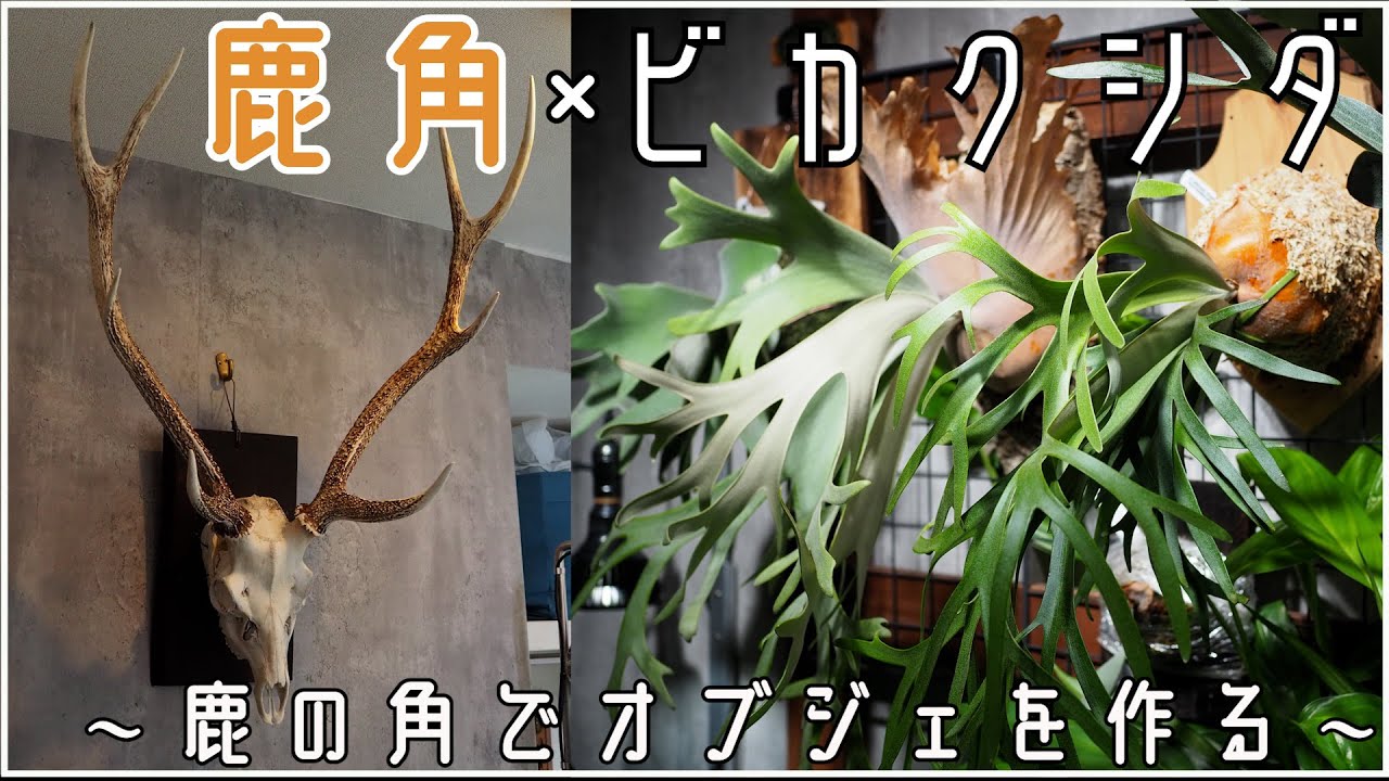 粋なDIY】ビカクを育てるなら鹿角(ビカク)を飾ろう！ - YouTube