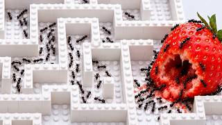 World’s Smartest Ants VS. The Ultimate LEGO Maze! 🐜😱