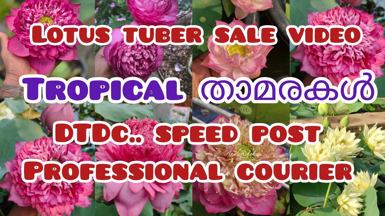 Lotus tubers for sale@Plantsofparadisee||WITH SUBTITLES||