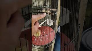 Download Lagu cigun konslet ngebren sama bunyi dor dor MP3