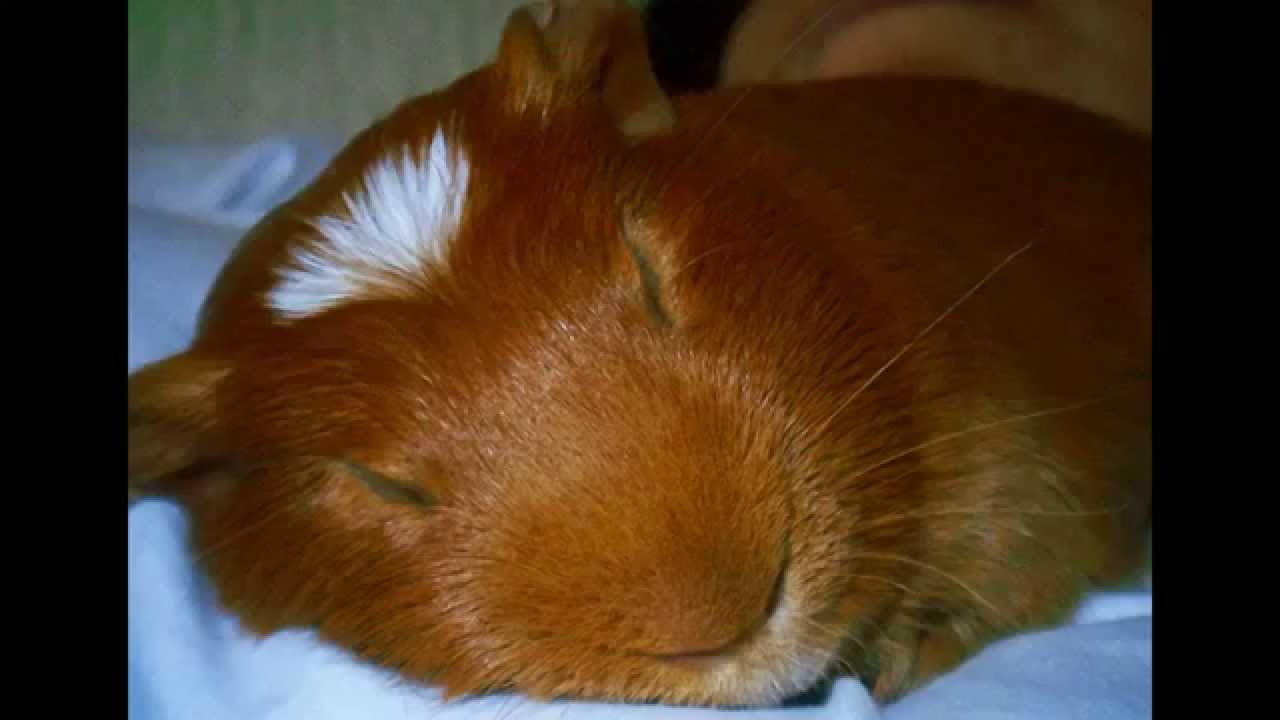 bunnies meaning in hindi Small Pet Select Cutest Pets: Part 1