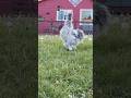 Silkie chicken bottom waddle (and a peacock cameo) #silkiechicken #ornamentalchicken #galliformes