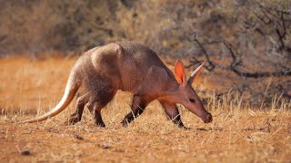 Aardvark the strangest animal in the world (Orycteropus afer) animal documentary