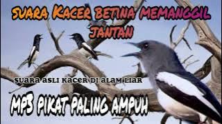 Suara pikat burung kacer paling ampuh