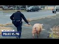 A hog wild police chase | The Lineup
