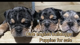Olde English Bulldogge Puppies For Sale in Columbus