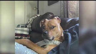 Columbiana County animal rescue plans first fundraiser since pandemic