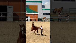 ЖЫЛҚЫ КӨРМЕСІ-2 #астана