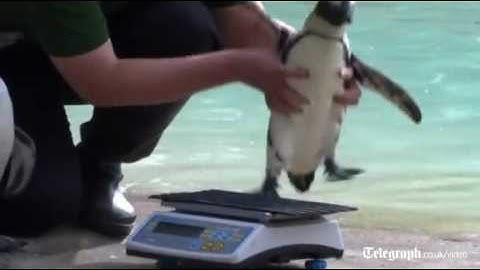 Animals hop on scales at London Zoo