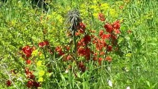 Leylaklar Acarken 04.06.2011.Wmv