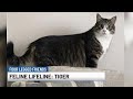 Four Legged Friends: Tiger