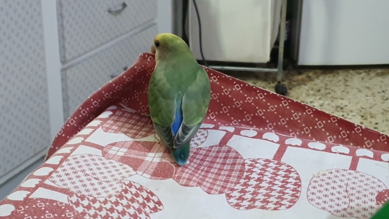 la pazienza di allevare a mano pappagalli inseparabili Agapornis la paciencia para criar a mano