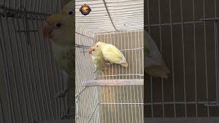 Beautiful Decino &amp; Pastelino #lovebirds #decino #pastel #beautiful #amazing #viral #trending