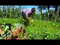 Huge garden harvestlife in african villagestoring vegetables to last months