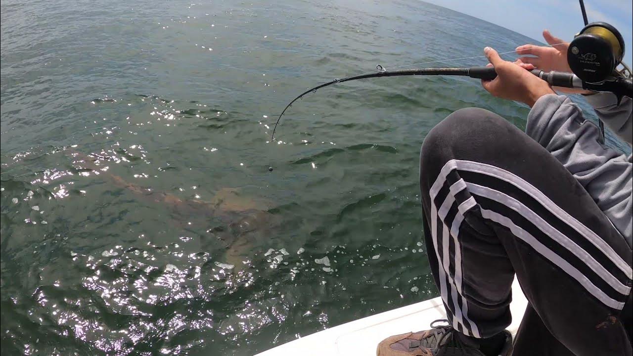 florida man wrestles shark 2021 - YouTube