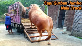Perjalanan Akhir Broto,Seno‼️ Sapi Qurban Langgaan Ponpes Gus Miftah