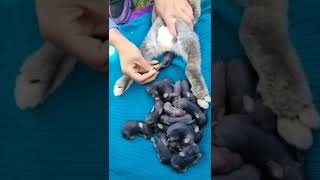 Cute Rabbit Baby Delivery_New Shorts video_Bhoot Cartoon Video #shorts #cute #animals #cricket #cr7 screenshot 5