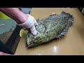 Japanese Slaughter Method For Tastier Fish (Ike Jime) | Watch Ikejime Method