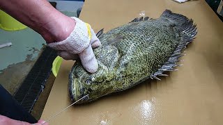 Japanese Slaughter Method For Tastier Fish (Ike Jime) | Watch Ikejime Method