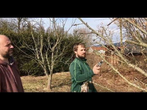 Video: Jak Ořezávat Strom