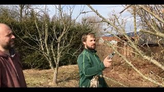 Jak SPRÁVNĚ ostříhat strom