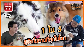 Shetland sheepdog 1ใน 5 สุนัขที่ฉลาดที่สุดในโลก - เพื่อนรักสัตว์เอ้ย EP.77 [1/2]