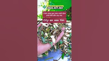 cây an xoa thảo dược giải độc gan, mát gan - cayanxoa