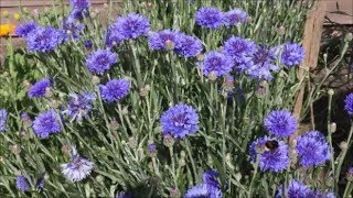 How to Grow Cornflowers from Seed