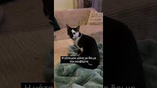 Η γάτα μου μόλις με δει με την την κουβέρτα 😂 #κατοικιδια