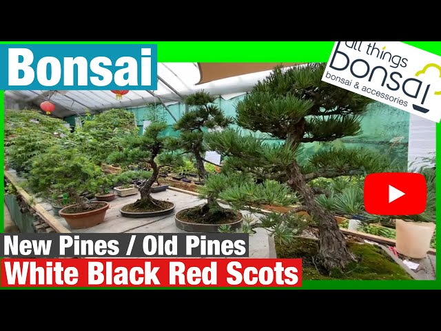 Pine Bonsai New and Old: White, Black, Red and Scots - YouTube