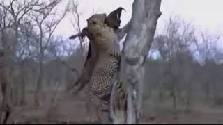 Leopardo levando um enorme javali para cima da árvore!