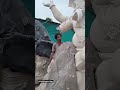 Ganpati Bappa Morya | Work Started 2025 #shorts #ganpatibappamorya #short #ganpati #ganesh #bappa