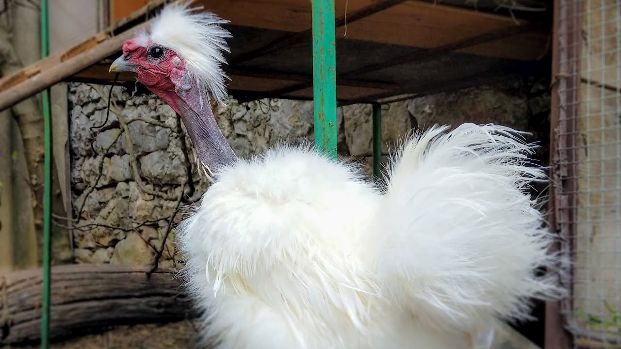 Meet My White Bantam Naked Neck Silkie Rooster Youtube My Xxx Hot Girl