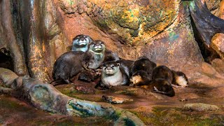 Выдры в Санкт-Петербургском Океанариуме / Otters at the St. Petersburg Oceanarium