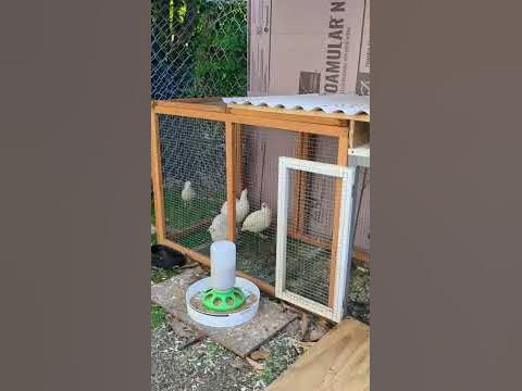 Loud Quail 🤯 - YouTube