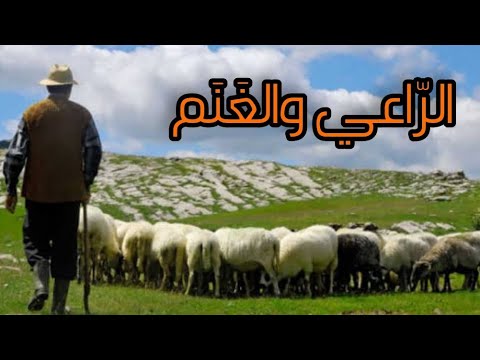 نشيد غنمي غنمي فيصل مايسترو