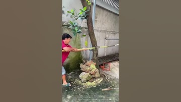 Sharing Methods for Peeling Sugarcane