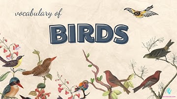 Learn Bird Names in English | Bé Học Từ Vựng Các Loài Chim Tiếng Anh | Bé học Tiếng Anh Siêu Dễ