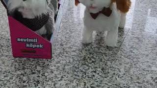 Sevimli #Köpek Mocha, Yürür ve Havlar...  Tasmalı Sevimli Köpek