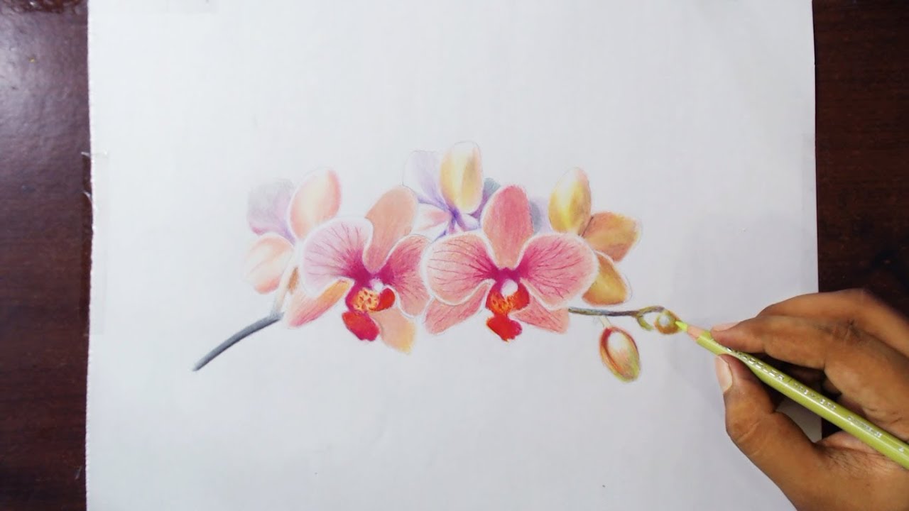 Orchid Art Drawing